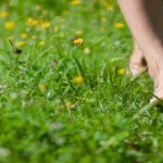 Surprising Benefits of Walking Barefoot in Grass Daily For 10 Minutes
