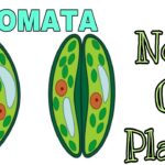 Uncover How Plants Breathe Through Stomata on Leaves